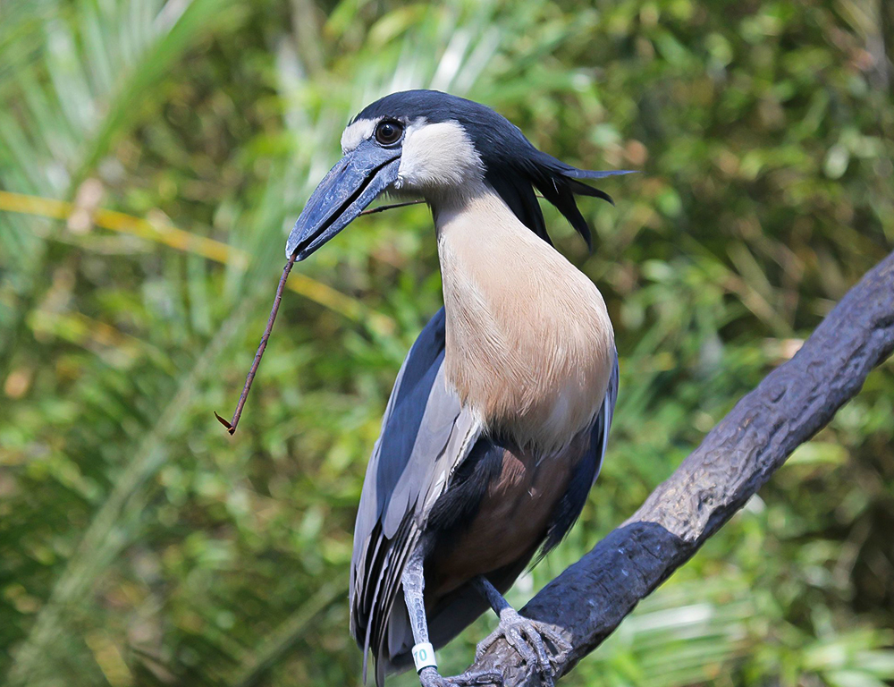 Boat-Billed Heron