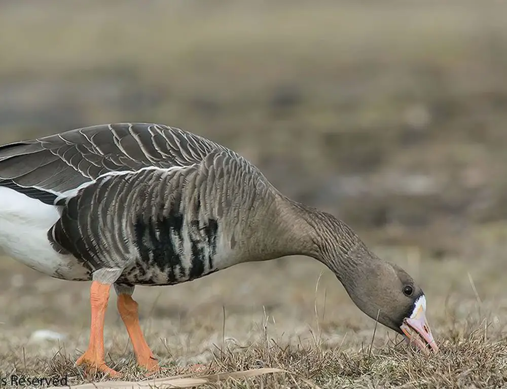 Breeding and Food Habits of the Greater White-Fronted Goose