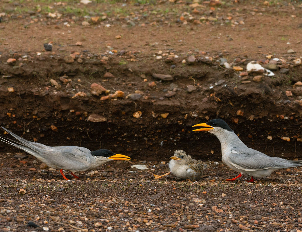 Breeding and Nesting Habits of River Tern