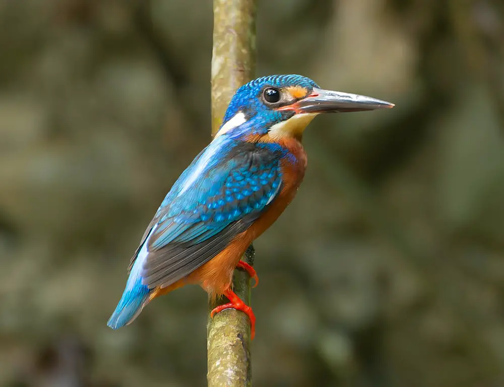 Breeding and Reproduction of the Blue-Eared Kingfisher