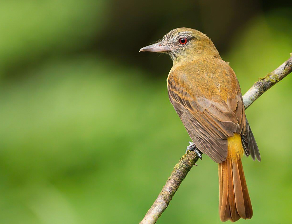 Bright-Rumped Attila