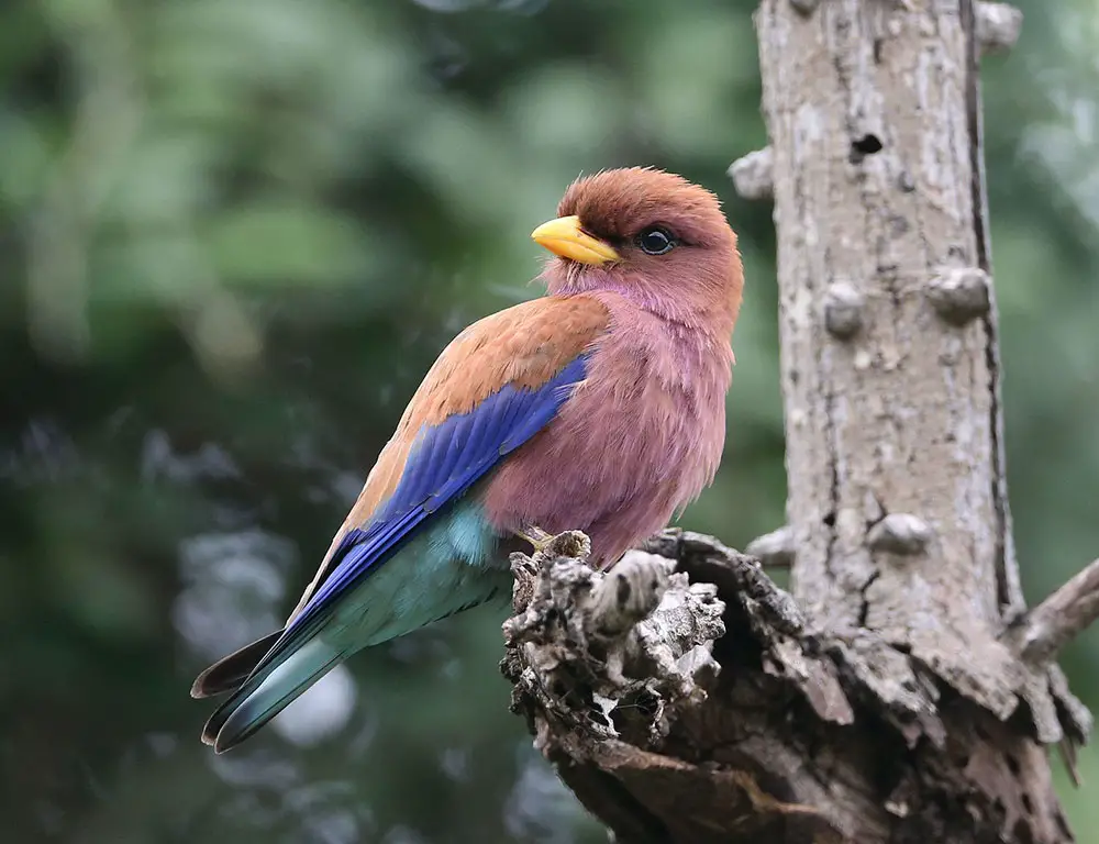 Conservation Status of the Broad-Billed Roller