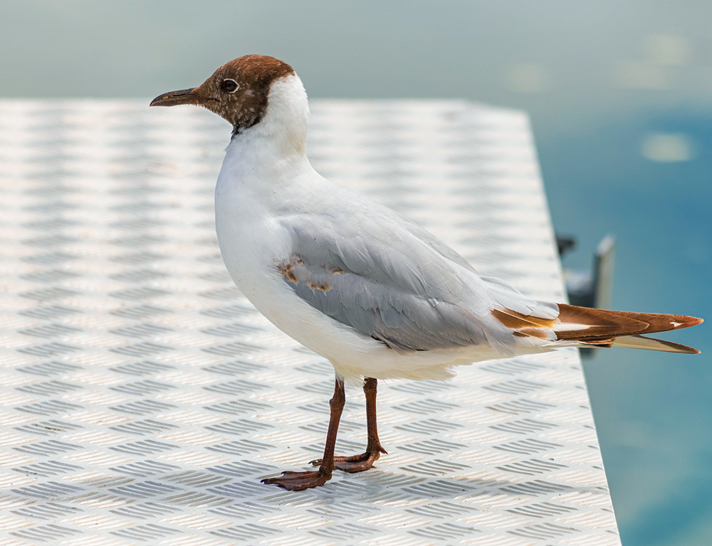 Brown-Headed Gull