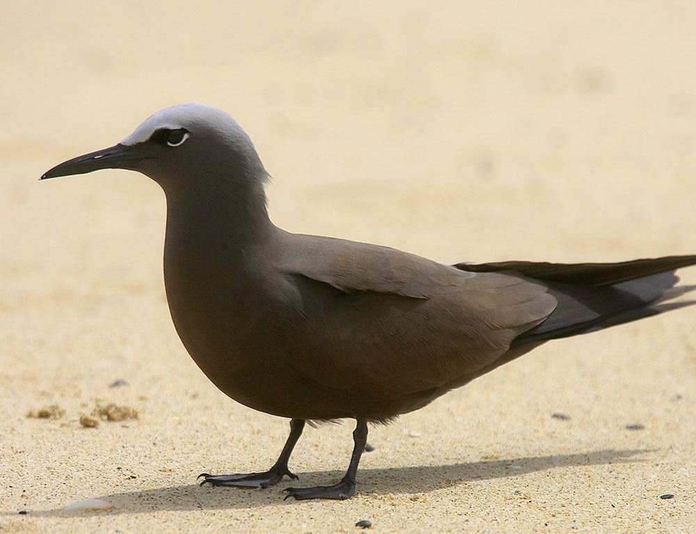 Interesting Facts About the Brown Noddy
