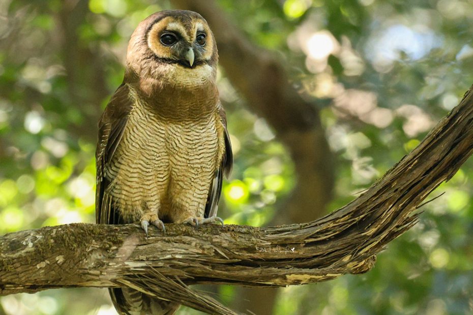 Brown Wood Owl