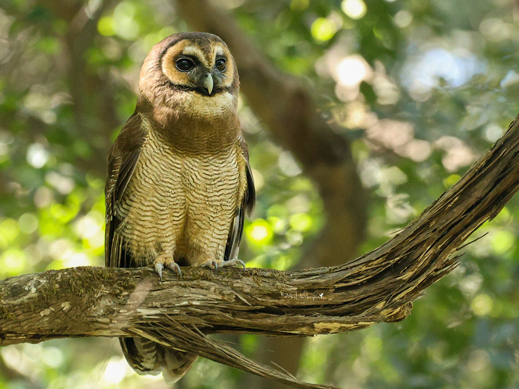 Brown Wood Owl