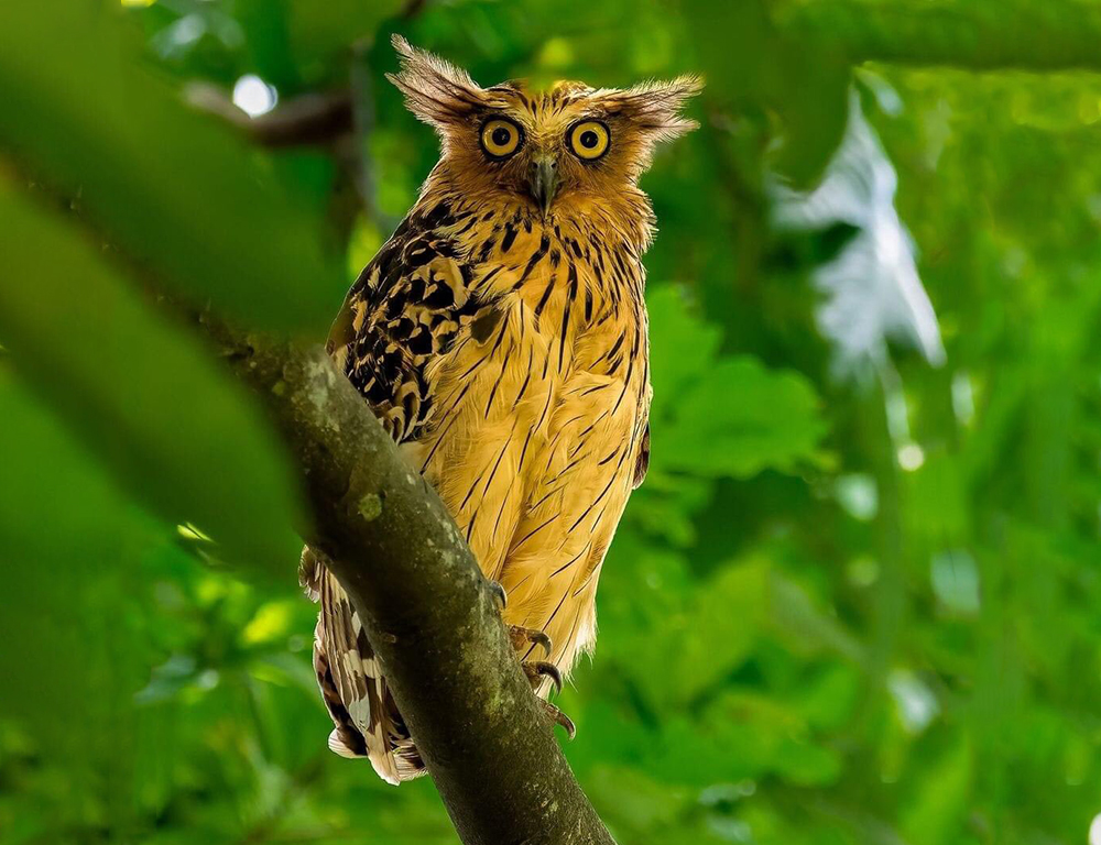 Buffy Fish Owl