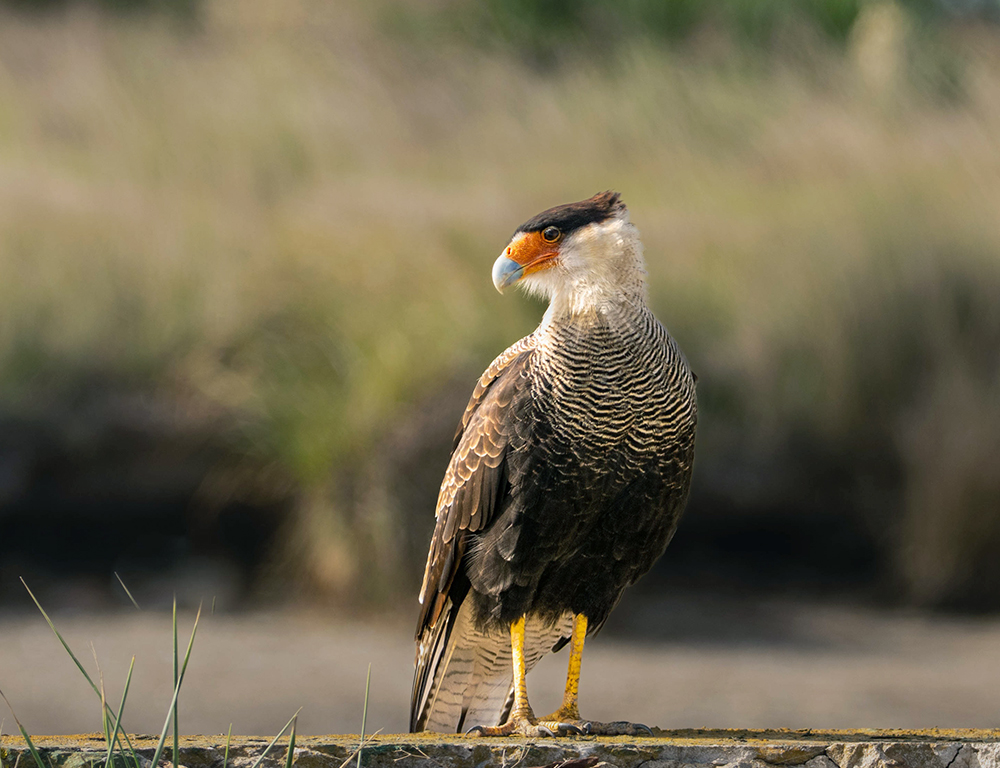 Caracaras