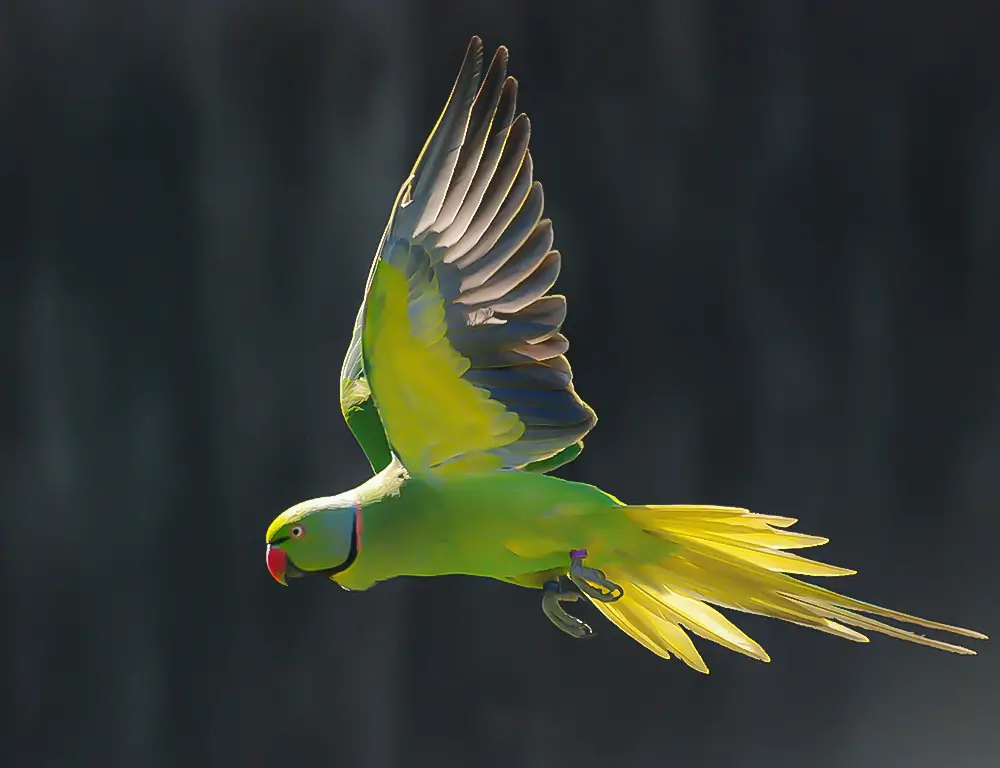 Characteristics Of Echo Parakeet