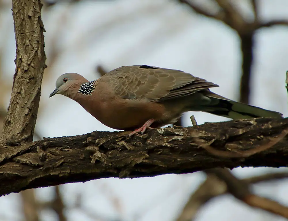 Characteristics Of Spotted Doves