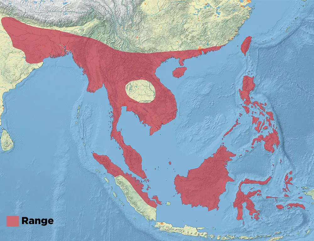 Chestnut Munia Range Map