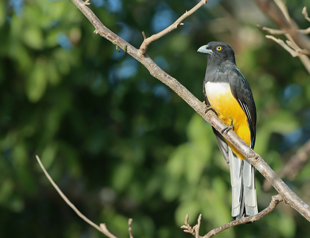 Citreoline Trogon