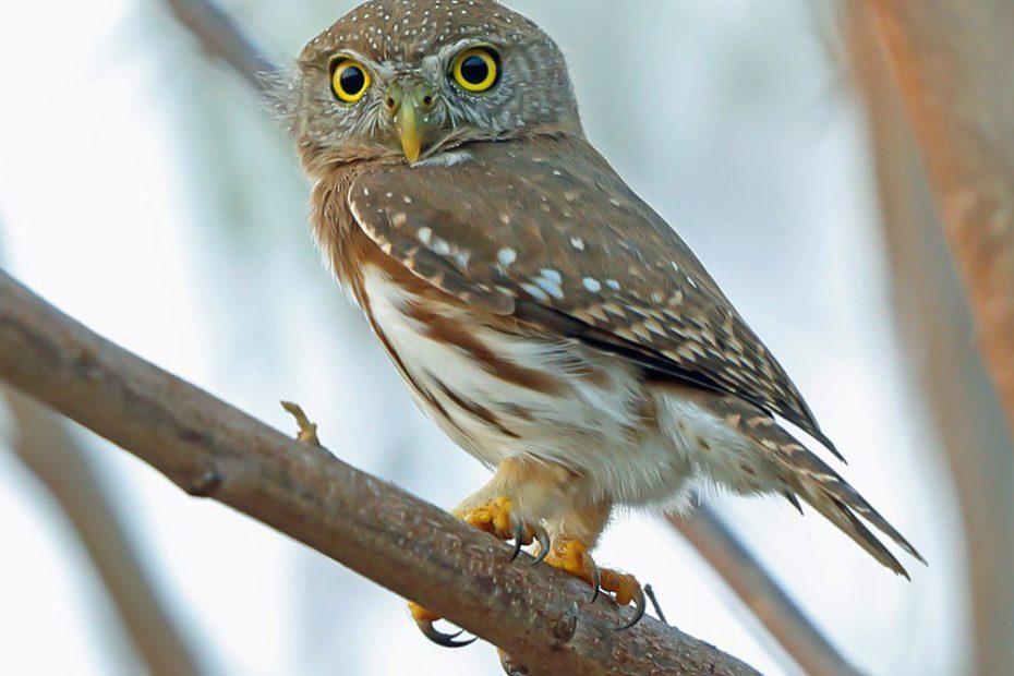 Colima Pygmy Owl