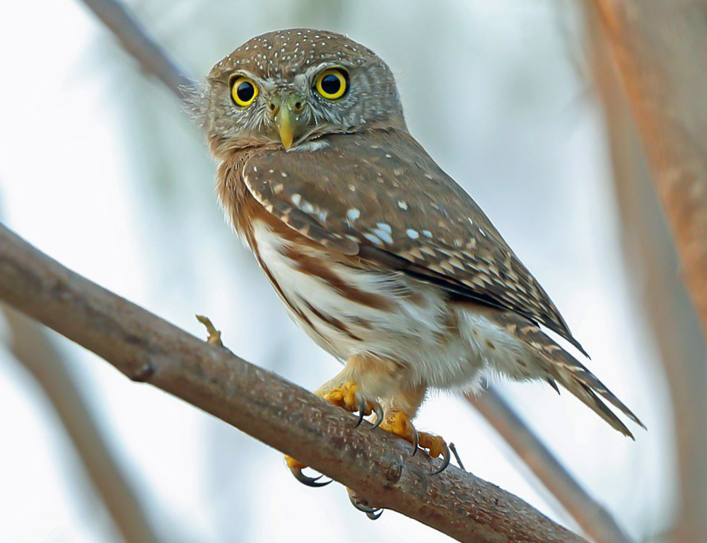 Colima Pygmy Owl