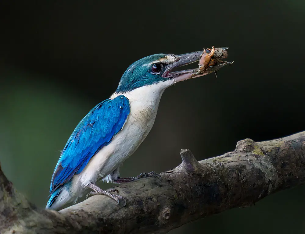 Collared Kingfisher Food Habitat