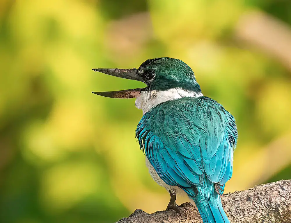 Collared Kingfisher Voice
