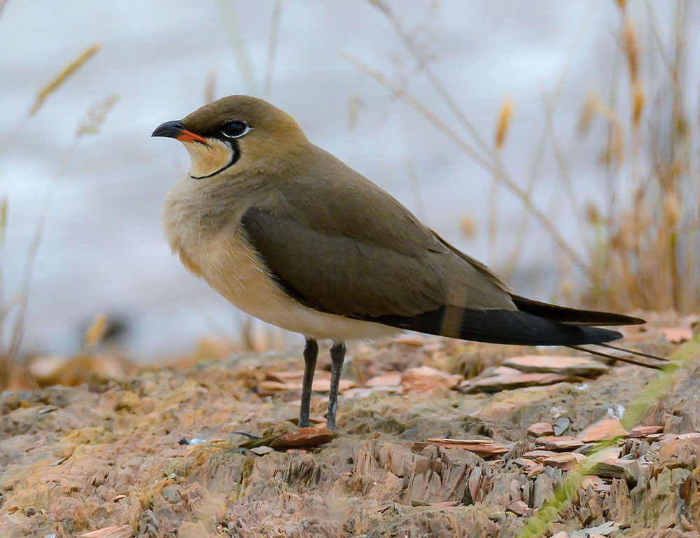 Conservation Status of Collared Pratincole