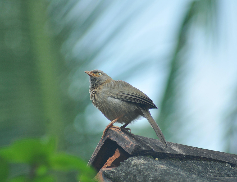 Common Babbler