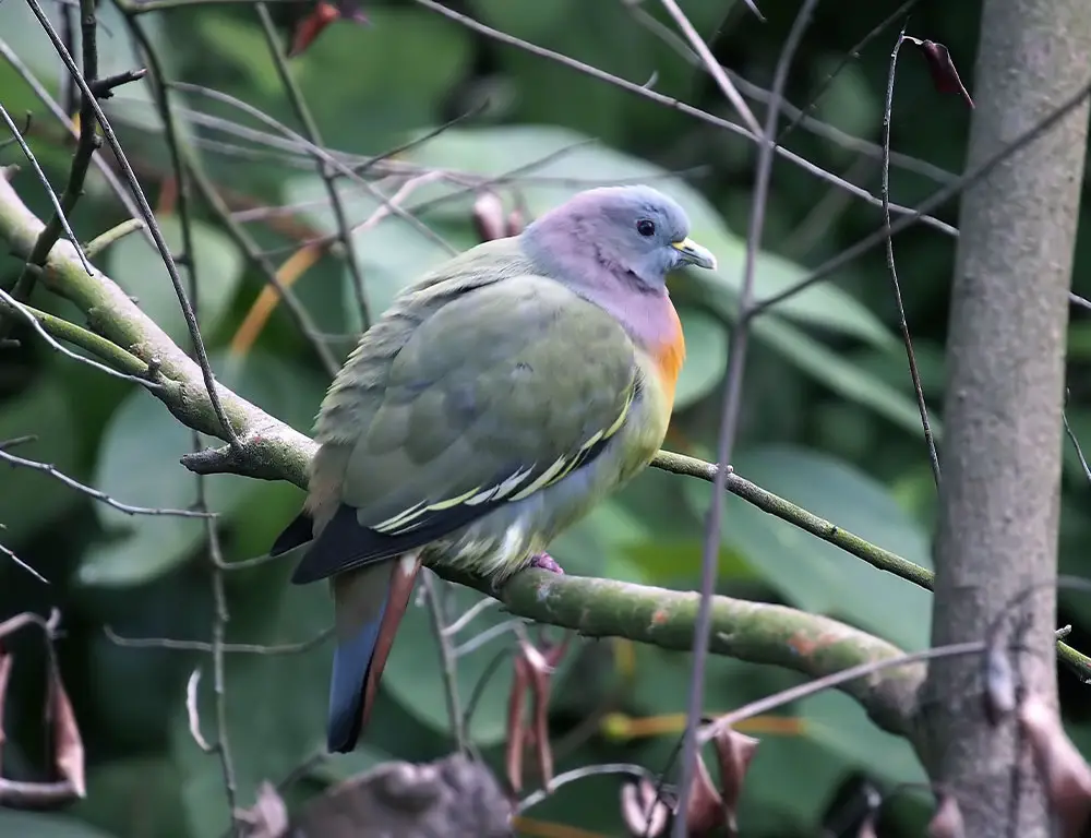 Common Characteristics Of Pink-Necked Green Pigeons