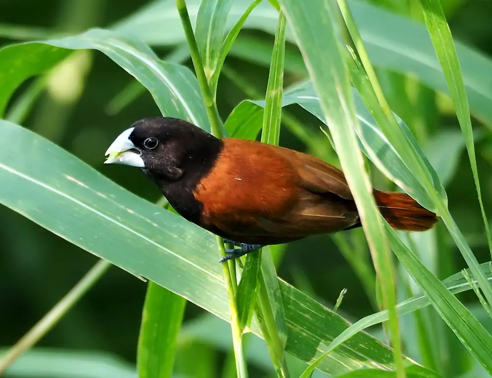Common Diseases And Their Treatment Of A Chestnut Munia