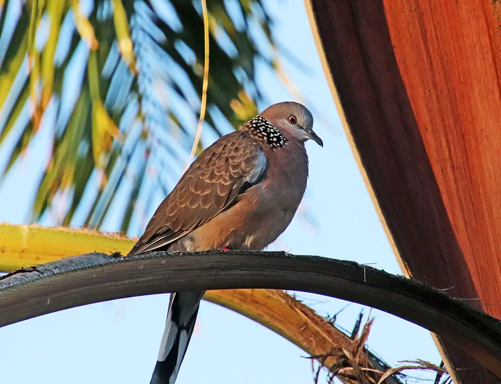 Common Diseases And Their Treatment Of A Spotted Dove