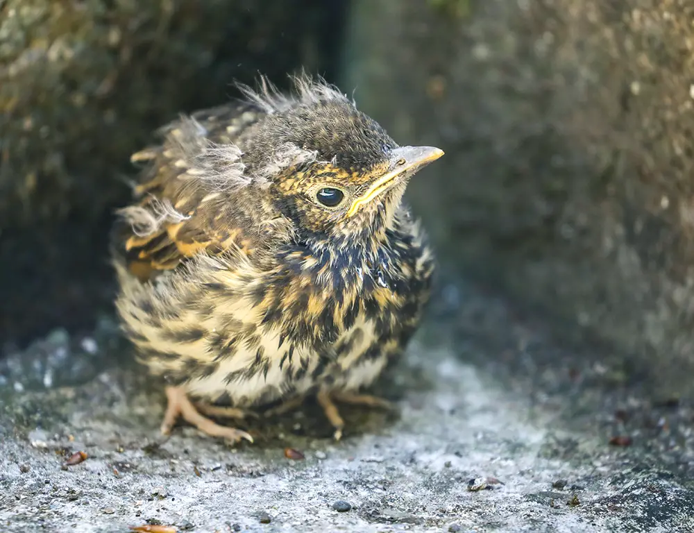 Common Diseases and Treatments of Thrush Bird