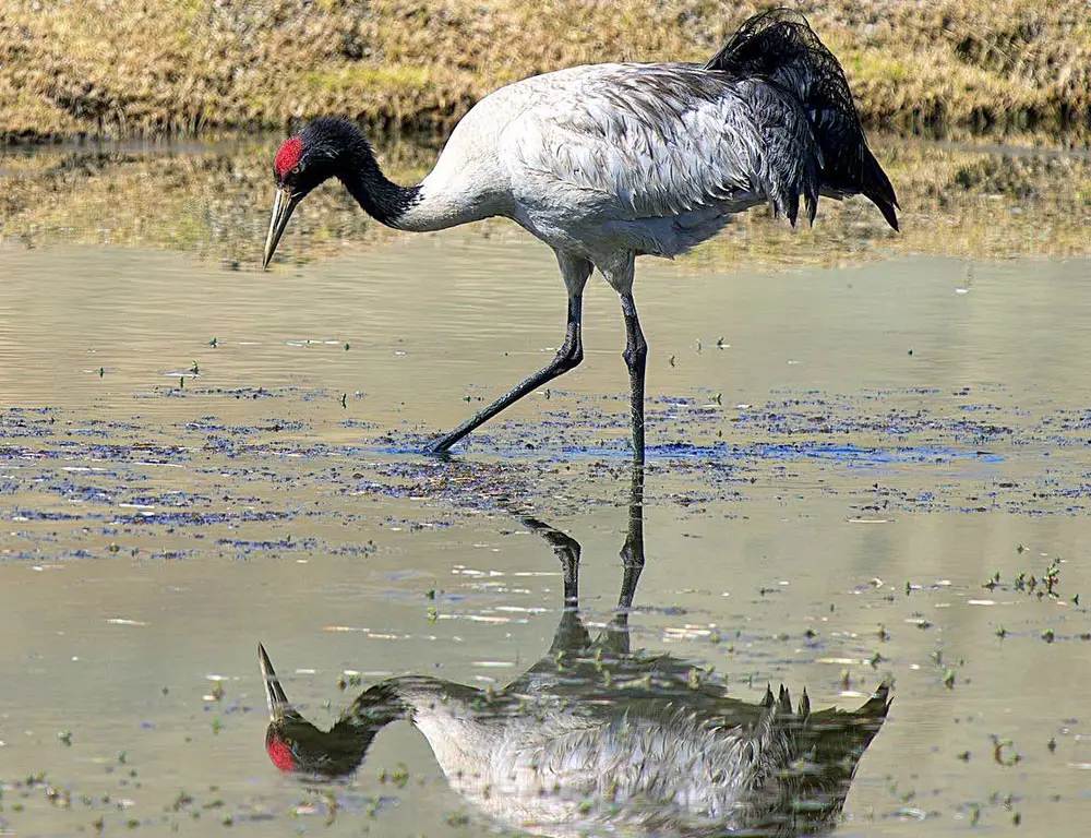 Common Diseases and Treatments of the Black-Necked Crane