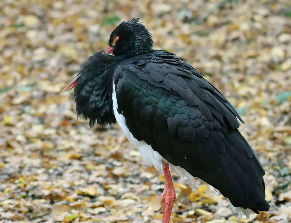 Common Diseases and Treatments of the Black Stork