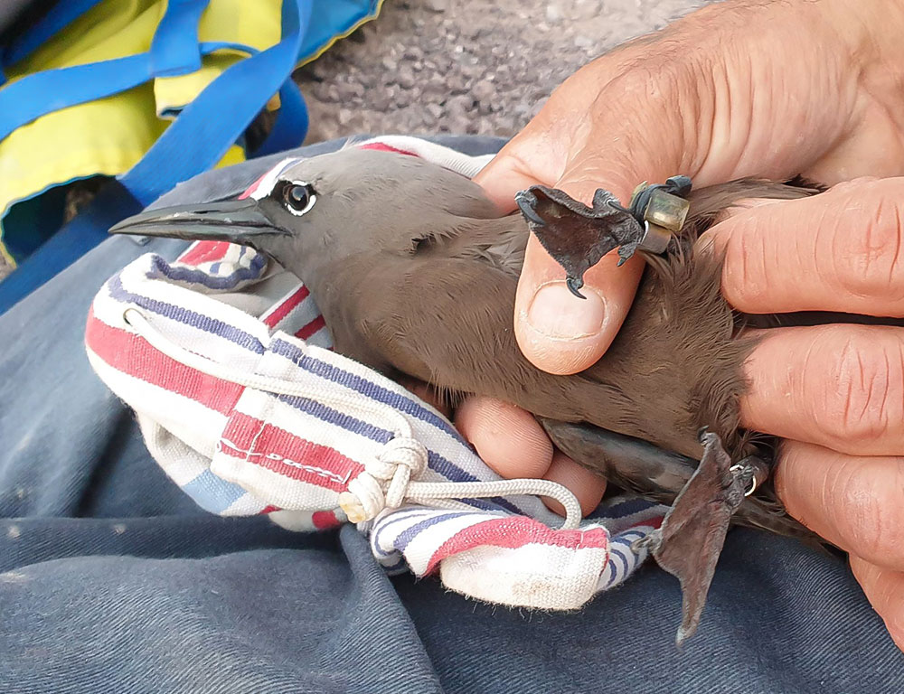 Common Diseases and Treatments of the Brown Noddy