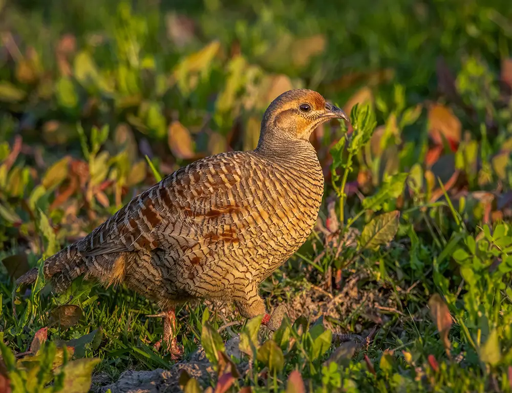 Common Diseases and Treatments of the Grey Francolin