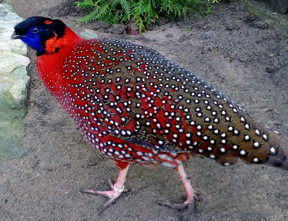 Common Diseases and Treatments of the Satyr Tragopan