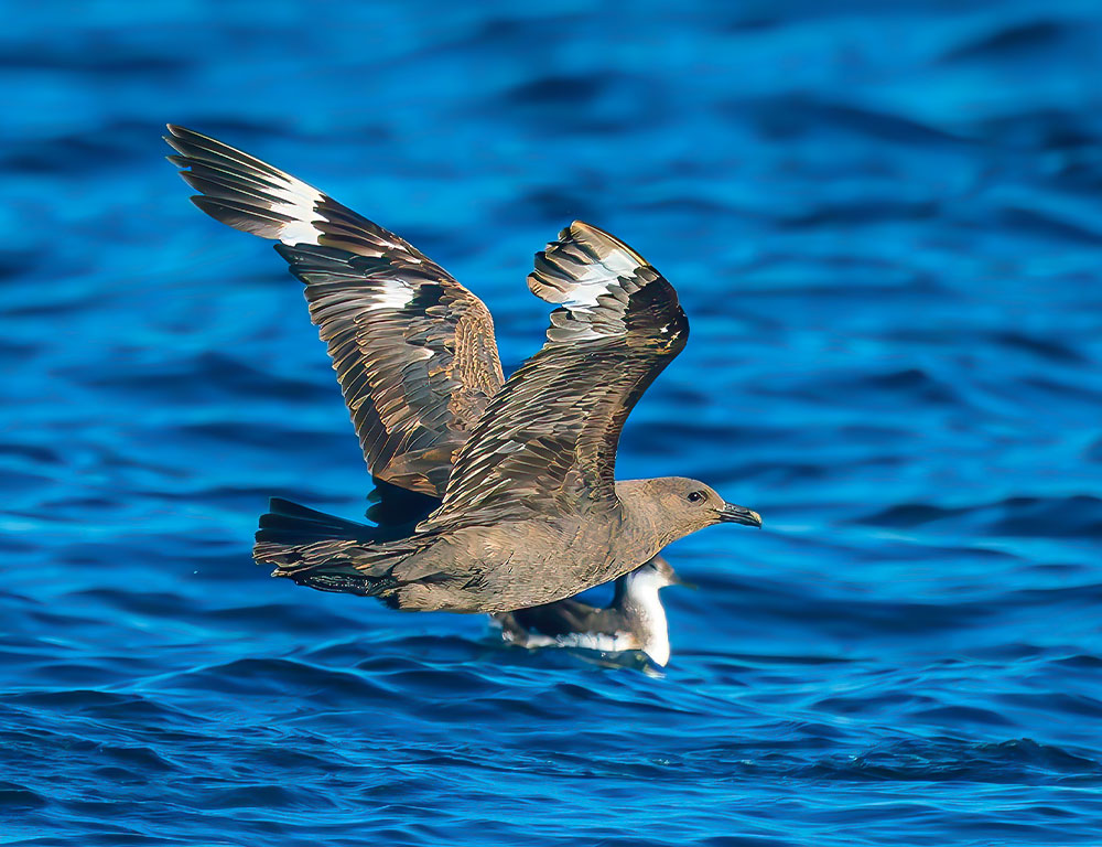 Common Diseases and Treatments of the South Polar Skua