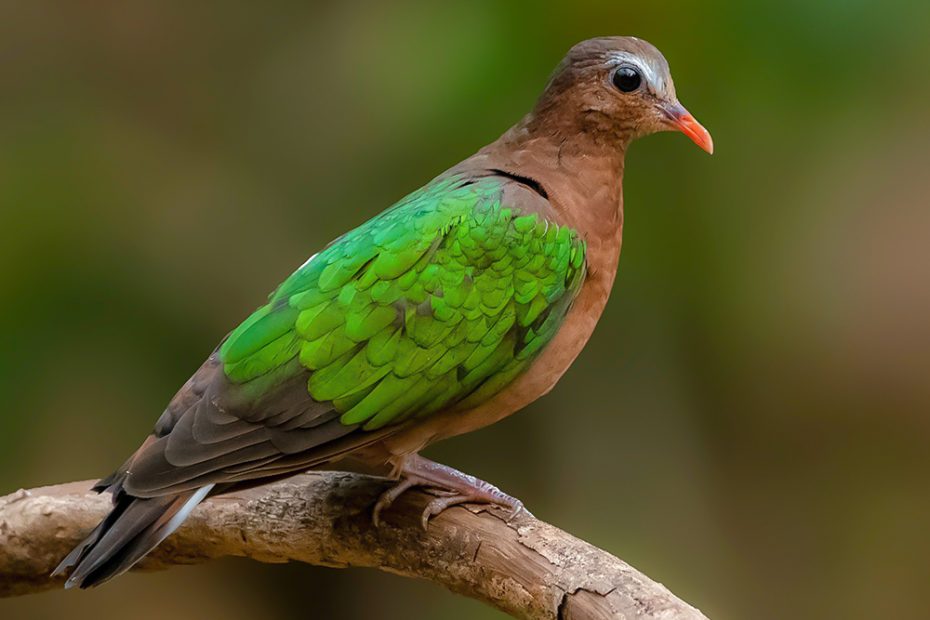 Common Emerald Dove