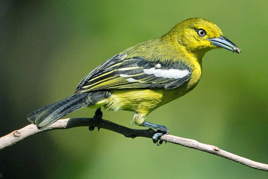 Common Iora