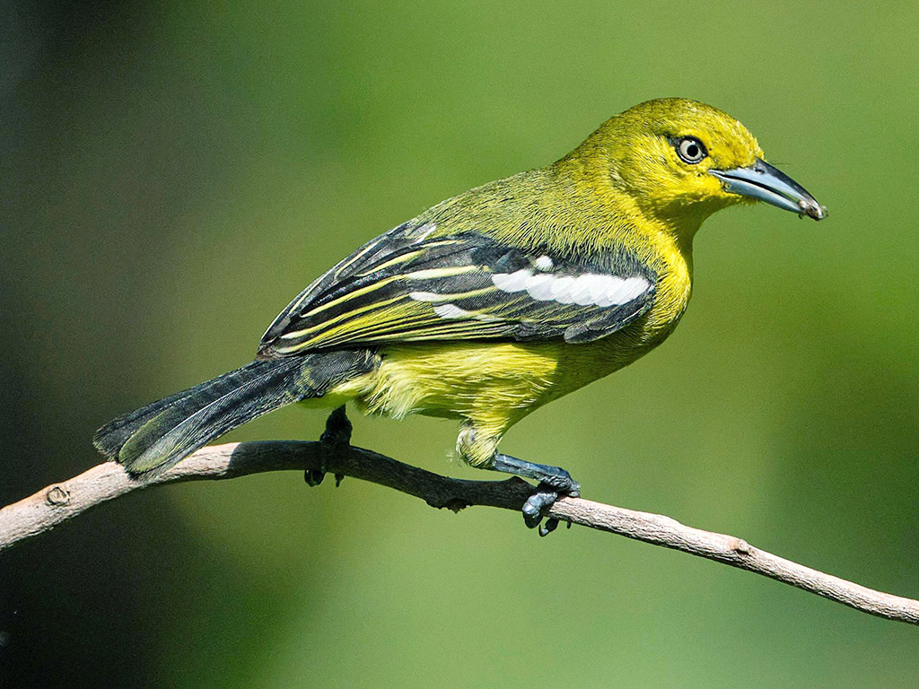 Common Iora