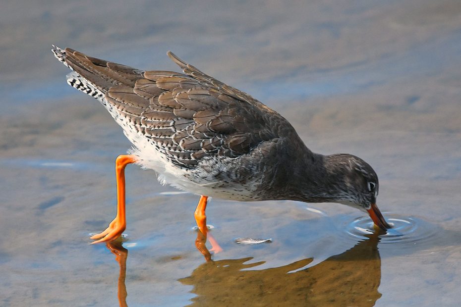 Common Redshank