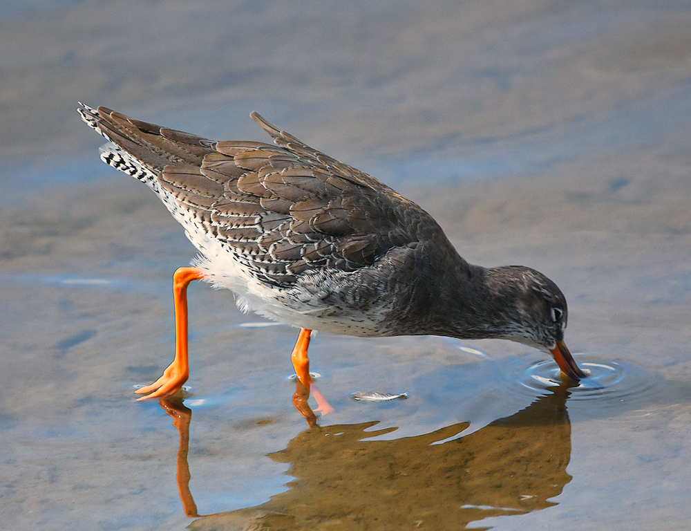 Common Redshank