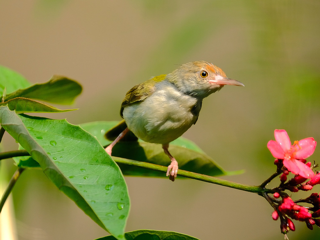 Common Tailorbird