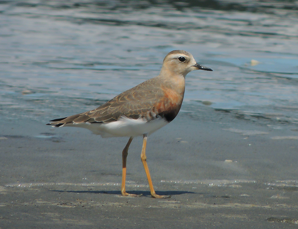 Conservation Efforts for Oriental Plover