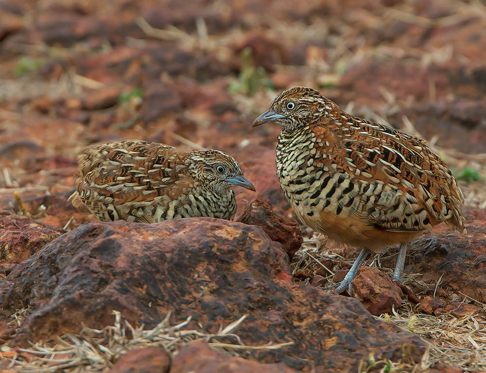 Conservation Status of Barred Buttonquails