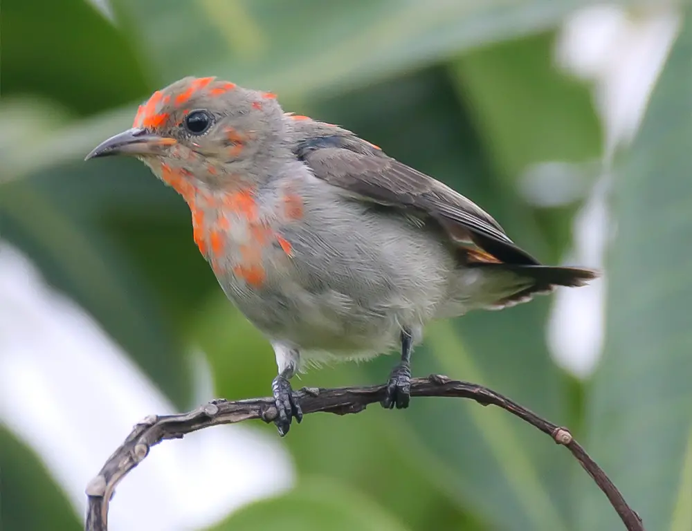 Conservation Status of Scarlet-Headed Flowerpecker