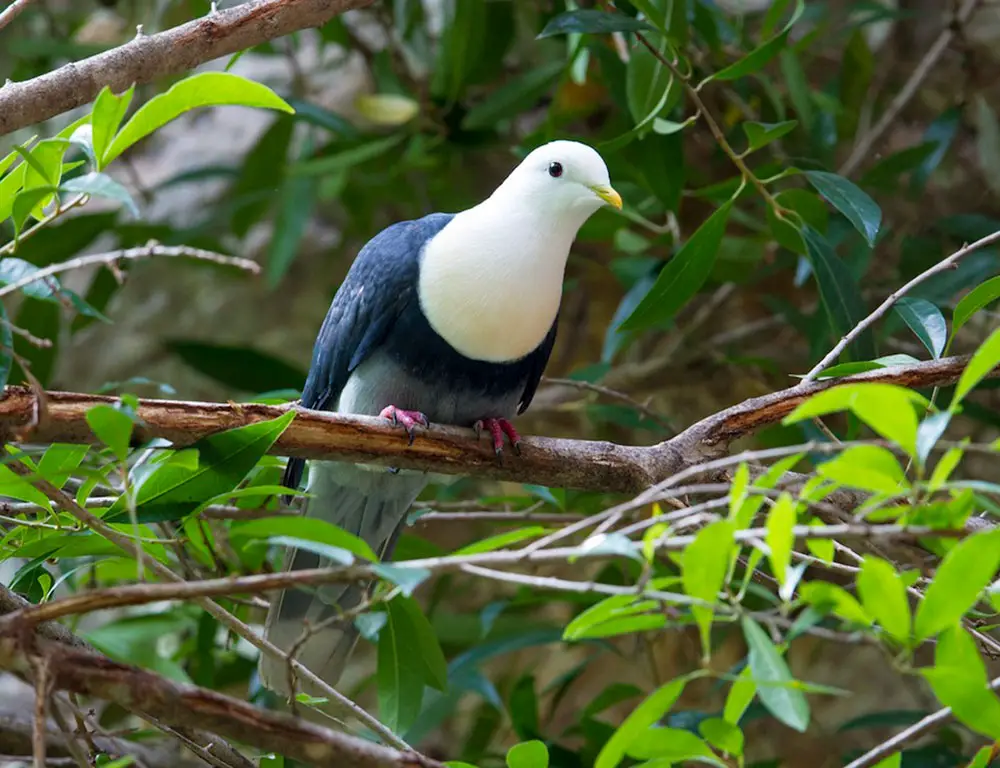 Conservation Status of the Banded Fruit Dove