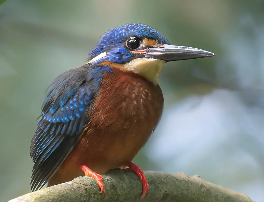 Conservation Status of the Blue-Eared Kingfisher