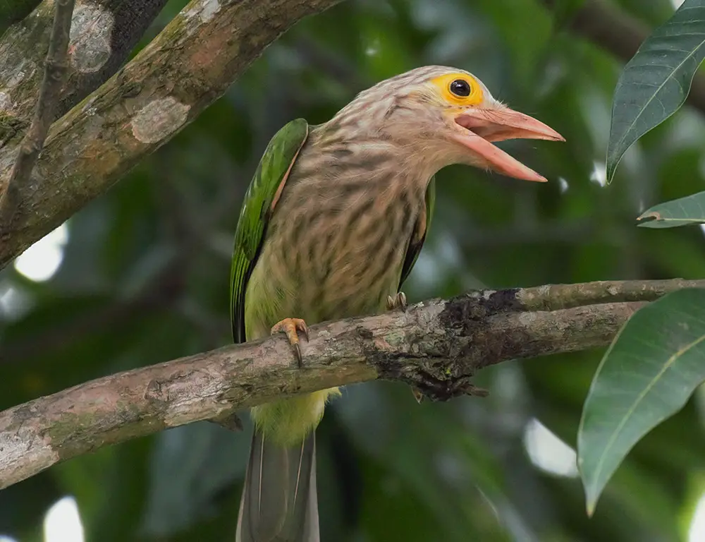 Conservation Status of the Lineated Barbet