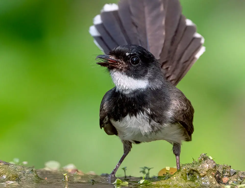 Conservation Status of the Malaysian Pied Fantail
