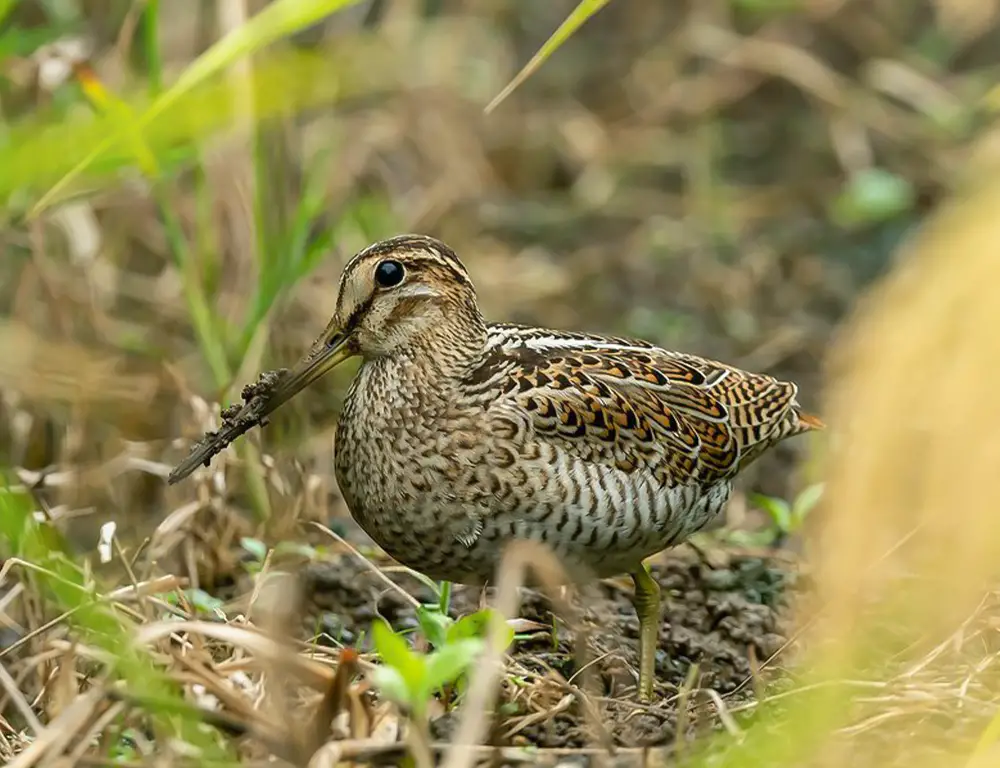 Conservation Status of the Pin-Tailed Snipe