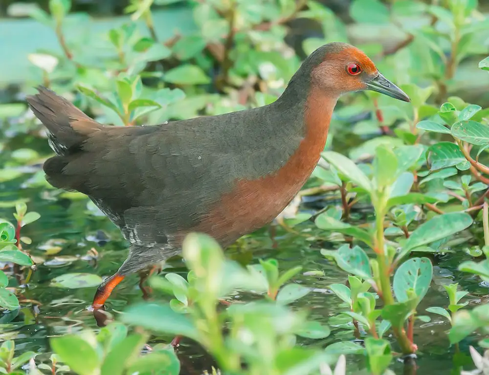 Conservation Status of the Ruddy-Breasted Crake
