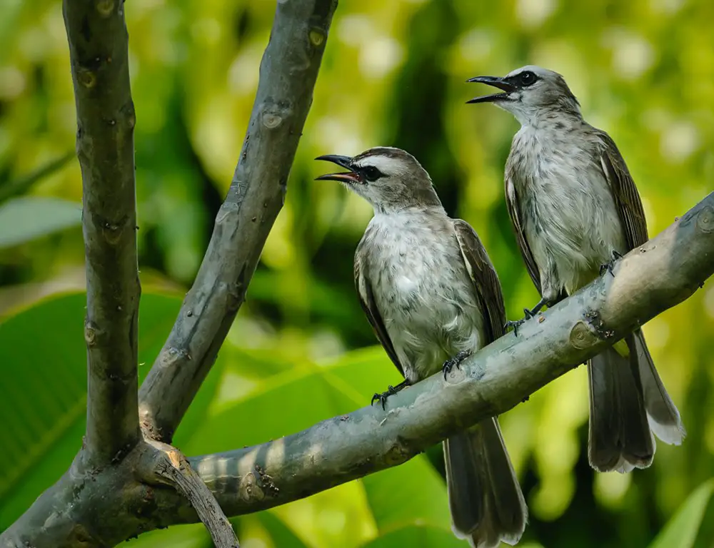 Conservation Status of the Yellow-Vented Bulbul