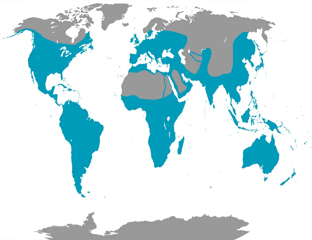 Coraciiformes Range Map