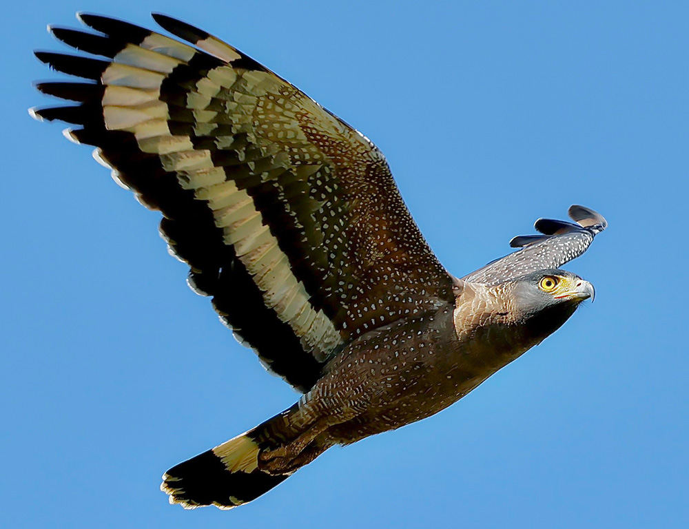 Crested Serpent Eagle Flight